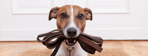 Enjoy Pet Friendly McLaren Vale Wine Region With Your Fur Baby